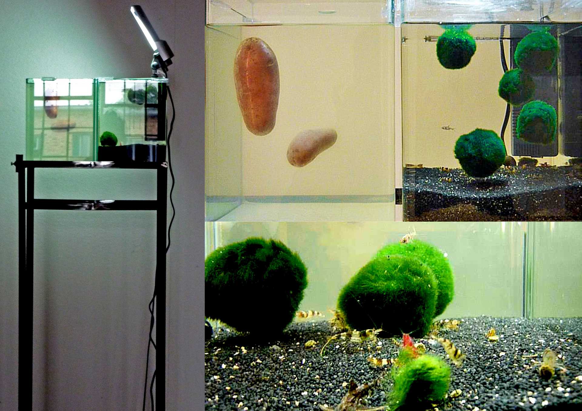 Existence/2010_FISHANDCHIPS/Media/03_Fish_And_Chips.jpg