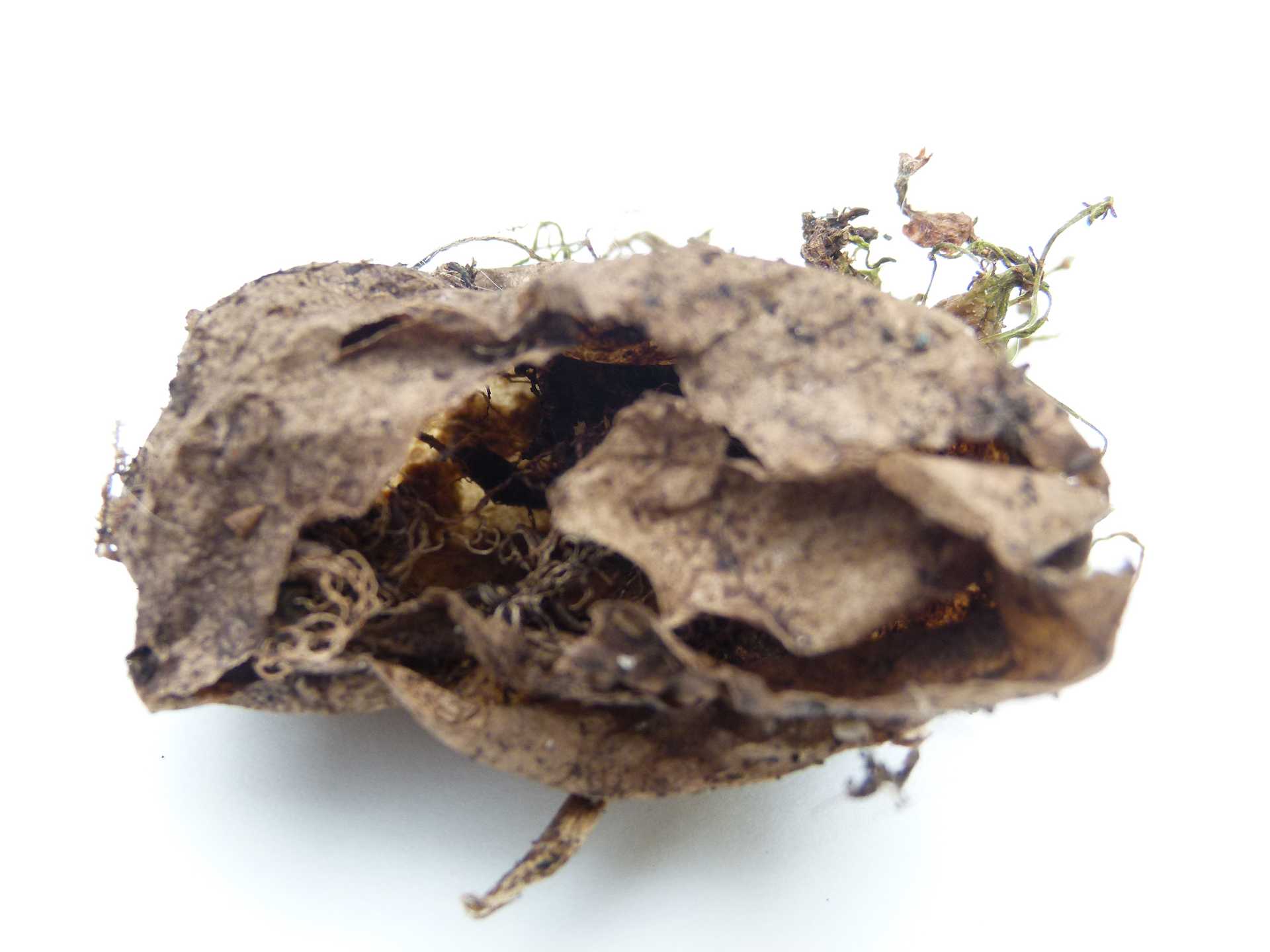 Existence/2010-12_POTATORESEARCH/Media/02_Potato_series_06.jpg