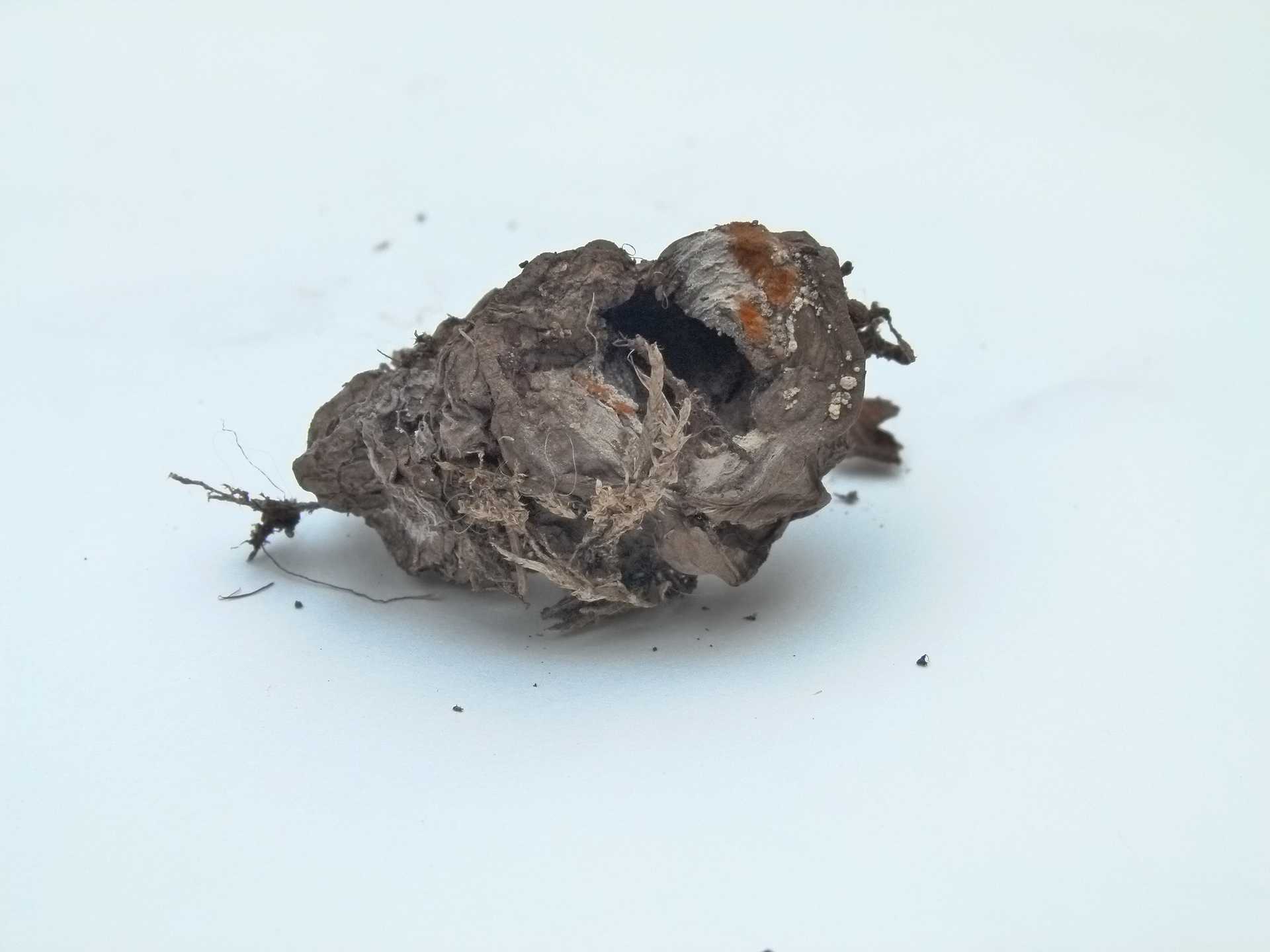 Existence/2010-12_POTATORESEARCH/Media/02_Potato_series_02.jpg