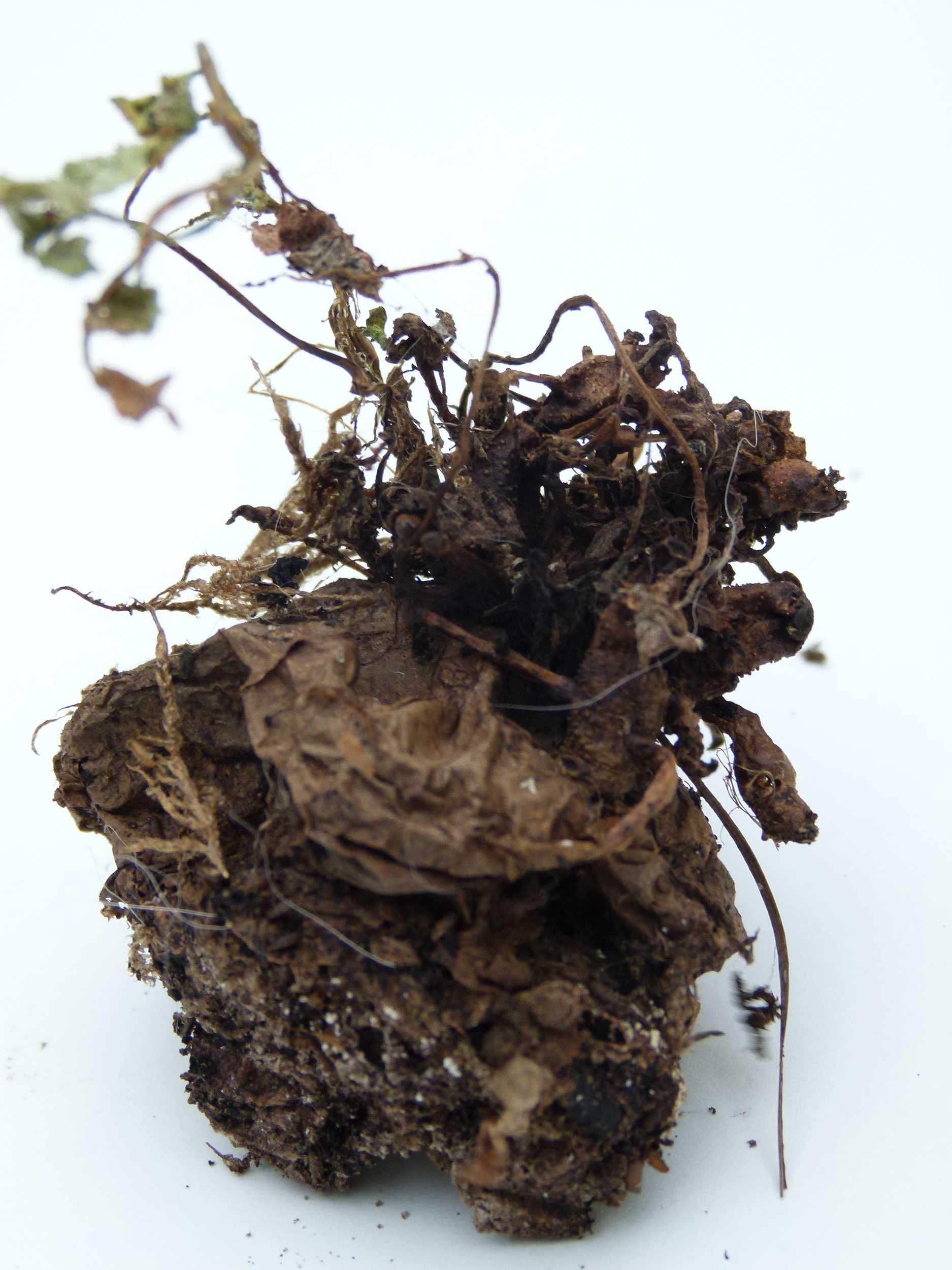 Existence/2010-12_POTATORESEARCH/Media/02_Potato_series_03.jpg