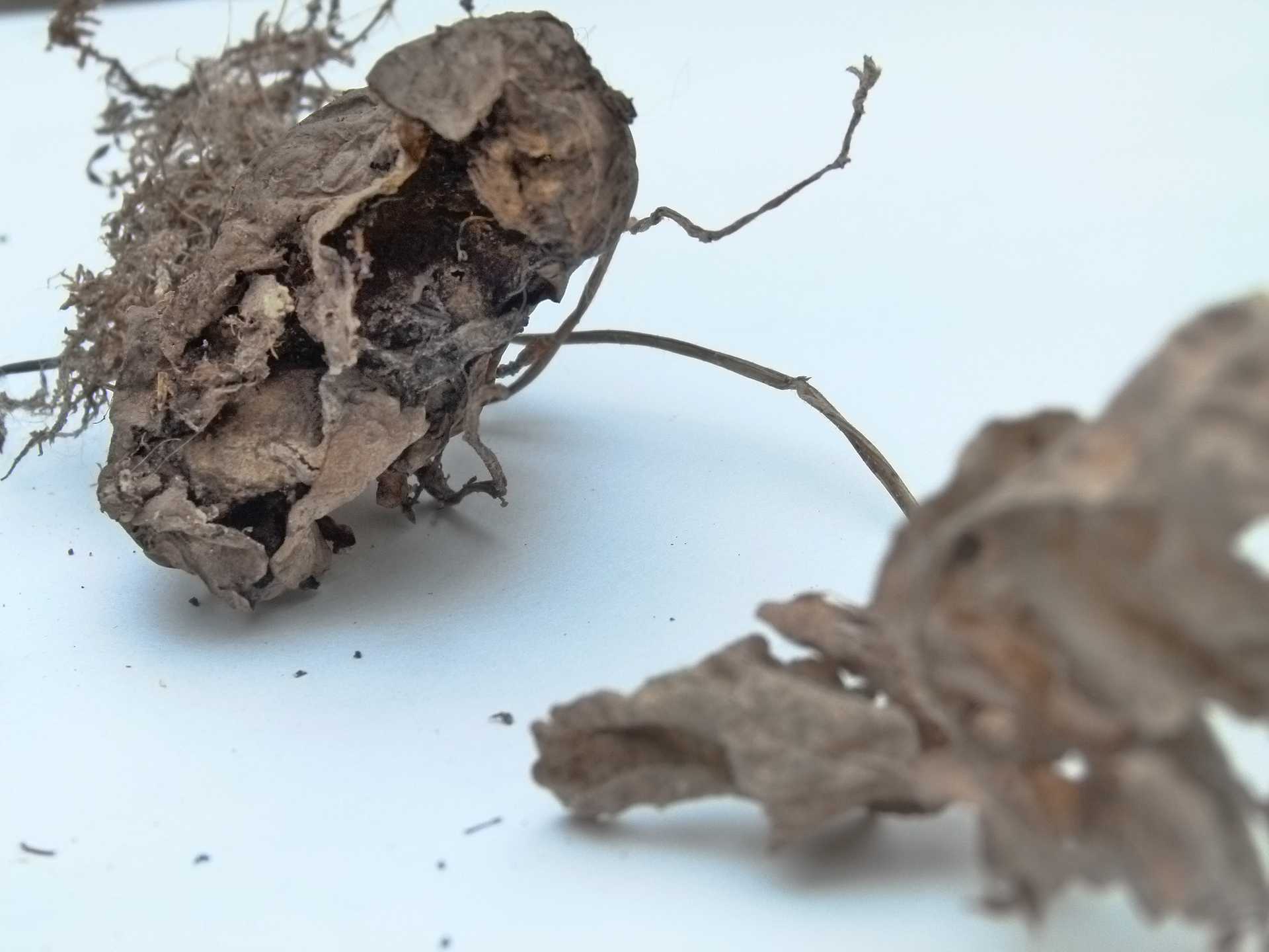 Existence/2010-12_POTATORESEARCH/Media/02_Potato_series_07.jpg